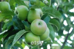 Fruit Trees Organic Seeds, Hundreds of Organic Fruit Seeds, Organic Rare Plants for Pot and Garden, Non-GMO Heirloom Multi Fruit Tree