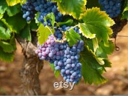 Fruit Trees Organic Seeds, Hundreds of Organic Fruit Seeds, Organic Rare Plants for Pot and Garden, Non-GMO Heirloom Multi Fruit Tree