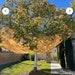 Fruit And Leaves Catcher 10' X10' Harvesting , Protect Your Yard Lawn, Landscaping Garden Decor Design Architect