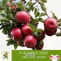 Fuji Apple Tree Organic Seeds, 5 Count Fuji Apple Tree Seed, Fuji Apple Tree Plant Seeds for Garden and Pot, Non-GMO Heirloom