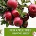 Fuji Apple Tree Organic Seeds, 5 Count Fuji Apple Tree Seed, Fuji Apple Tree Plant Seeds For Garden And Pot, Non-gmo Heirloom