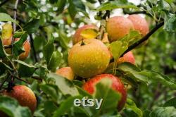 Fuji Apple Tree Organic Seeds, 5 Count Fuji Apple Tree Seed, Fuji Apple Tree Plant Seeds for Garden and Pot, Non-GMO Heirloom