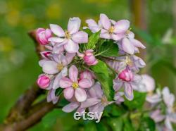 Fuji Apple Tree Organic Seeds, 5 Count Fuji Apple Tree Seed, Fuji Apple Tree Plant Seeds for Garden and Pot, Non-GMO Heirloom