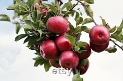 Fuji Apple Tree Organic Seeds, 5 Count Fuji Apple Tree Seed, Fuji Apple Tree Plant Seeds for Garden and Pot, Non-GMO Heirloom