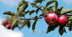 Fuji Apple Tree Organic Seeds, 5 Count Fuji Apple Tree Seed, Fuji Apple Tree Plant Seeds for Garden and Pot, Non-GMO Heirloom
