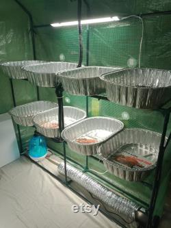 Fully Automated, Climate Controlled 15-20Lb a Month Mushroom Greenhouse Mists, Fans, and Lights Itself Daily, and Pumps Out Serious Pounds