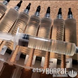 GOLDEN OYSTER Liquid Culture Mushroom Syringe Pleurotus Citrinopileatus Inoculation Mycelium Starter Culture