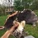 Garden Giant (king Stropharia Wine Cap) Mushroom Spawn