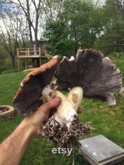 Garden Giant (King Stropharia wine cap) Mushroom Spawn