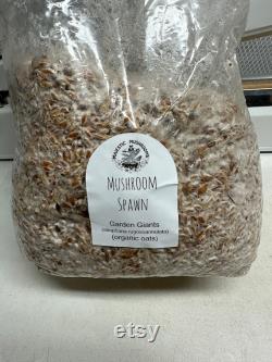 Garden Giant (King Stropharia wine cap) Mushroom Spawn