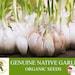 Genuine Native Garlic Organic Seeds, 10 Count Coarse Cloves Garlic Seed, Garlic Plant Seeds For Garden And Pot, Non-gmo Heirloom