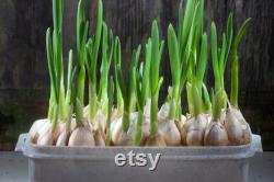 Genuine Native Garlic Organic Seeds, 10 Count,Genuine Native Garlic Plant, Home Gardening, High Germination, For Garden and Pot, Heirloom