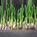 Genuine Native Garlic Organic Seeds, 10 Count,genuine Native Garlic Plant, Home Gardening, High Germination, For Garden And Pot, Heirloom