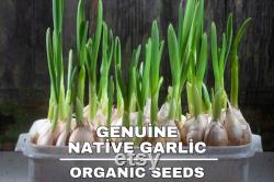 Genuine Native Garlic Organic Seeds, 10 Count,Genuine Native Garlic Plant, Home Gardening, High Germination, For Garden and Pot, Heirloom