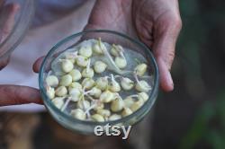 Genuine Native Garlic Organic Seeds, 10 Count,Genuine Native Garlic Plant, Home Gardening, High Germination, For Garden and Pot, Heirloom