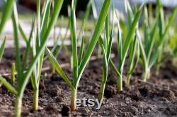 Genuine Native Garlic Organic Seeds, 10 Count,Genuine Native Garlic Plant, Home Gardening, High Germination, For Garden and Pot, Heirloom