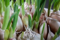 Genuine Native Garlic Organic Seeds, 10 Count,Genuine Native Garlic Plant, Home Gardening, High Germination, For Garden and Pot, Heirloom