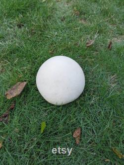 Giant Puffball Mushroom Liquid Culture, Calvatia gigantea