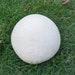 Giant Puffball Mushroom Liquid Culture, Calvatia Gigantea