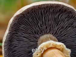 Golden Wine Cap Mushroom Liquid Culture Stropharia rugosoannulata var. lutea
