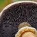 Golden Wine Cap Mushroom Liquid Culture Stropharia Rugosoannulata Var. Lutea