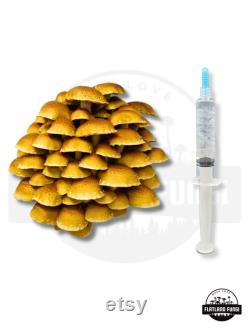 Gourmet Mushroom Liquid Culture 10ml Syringe 4 Pack Choose your favs and Save