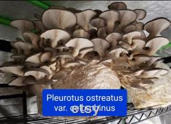 Gourmet Spore Library 30 wild and domestic collections. Porcini, chanterelles, portobello, reishi, wine caps, oysters, wood blewits and more