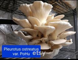 Gourmet Spore Library 30 wild and domestic collections. Porcini, chanterelles, portobello, reishi, wine caps, oysters, wood blewits and more
