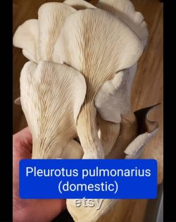 Gourmet Spore Library 30 wild and domestic collections. Porcini, chanterelles, portobello, reishi, wine caps, oysters, wood blewits and more