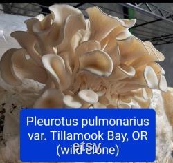 Gourmet Spore Library 30 wild and domestic collections. Porcini, chanterelles, portobello, reishi, wine caps, oysters, wood blewits and more