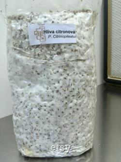 Grain spawn 1 kg bag (shiitake, lion's mane, eryngii,black pearl, pink, lemon, grey oyster, reishi, black reishi, pioppino)