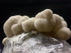 Grain spawn 1 kg bag (shiitake, lion's mane, eryngii,black pearl, pink, lemon, grey oyster, reishi, black reishi, pioppino)