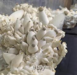 Grain spawn 1 kg bag (shiitake, lion's mane, eryngii,black pearl, pink, lemon, grey oyster, reishi, black reishi, pioppino)