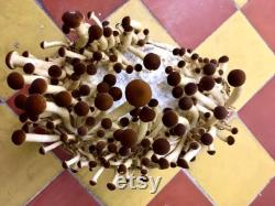 Grain spawn 1 kg bag (shiitake, lion's mane, eryngii,black pearl, pink, lemon, grey oyster, reishi, black reishi, pioppino)