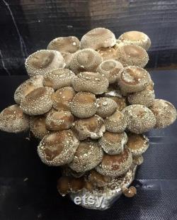 Grain spawn 1 kg bag (shiitake, lion's mane, eryngii,black pearl, pink, lemon, grey oyster, reishi, black reishi, pioppino)