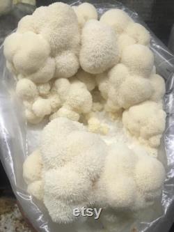 Grain spawn 1 kg bag (shiitake, lion's mane, eryngii,black pearl, pink, lemon, grey oyster, reishi, black reishi, pioppino)