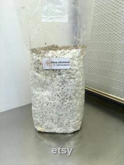 Grain spawn 1 kg bag (shiitake, lion's mane, eryngii,black pearl, pink, lemon, grey oyster, reishi, black reishi, pioppino)