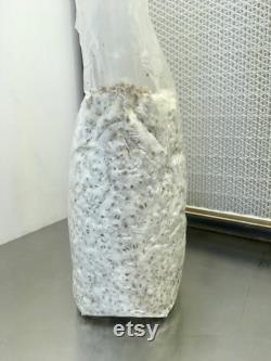 Grain spawn 1 kg bag (shiitake, lion's mane, eryngii,black pearl, pink, lemon, grey oyster, reishi, black reishi, pioppino)