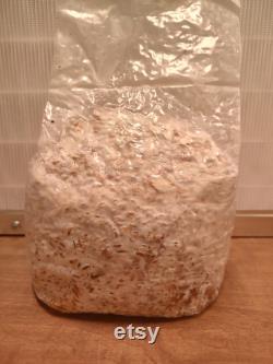 Grain spawn (30 pounds)