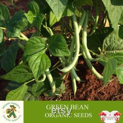 Green Bean Organic Seeds, 30 Count Green Bean Seed, Bean Plant Seeds for Garden and Pot, Non-GMO Heirloom, Open Pollination