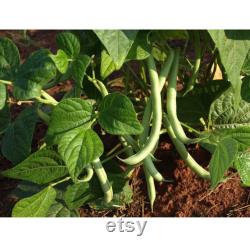 Green Bean Organic Seeds, 30 Count Green Bean Seed, Bean Plant Seeds for Garden and Pot, Non-GMO Heirloom, Open Pollination