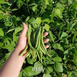 Green Bean Organic Seeds, 30 Count Green Bean Seed, Bean Plant Seeds for Garden and Pot, Non-GMO Heirloom, Open Pollination