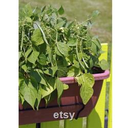 Green Bean Organic Seeds, 30 Count Green Bean Seed, Bean Plant Seeds for Garden and Pot, Non-GMO Heirloom, Open Pollination