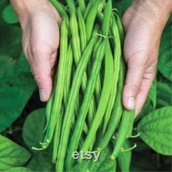 Green Bean Organic Seeds, 30 Count Green Bean Seed, Bean Plant Seeds for Garden and Pot, Non-GMO Heirloom, Open Pollination