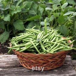 Green Bean Organic Seeds, 30 Count Green Bean Seed, Bean Plant Seeds for Garden and Pot, Non-GMO Heirloom, Open Pollination