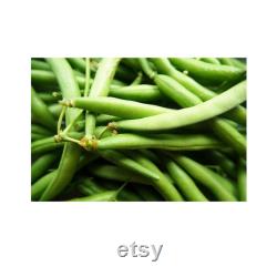 Green Bean Organic Seeds, 30 Count Green Bean Seed, Bean Plant Seeds for Garden and Pot, Non-GMO Heirloom, Open Pollination