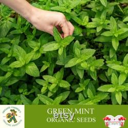 Green Mint Organic Seeds, 50 Count Mint Seeds, Mint Seeds for Pot and Garden, Non-GMO Heirloom, Open Pollination