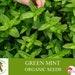 Green Mint Organic Seeds, 50 Count Mint Seeds, Mint Seeds For Pot And Garden, Non-gmo Heirloom, Open Pollination