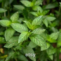 Green Mint Organic Seeds, 50 Count Mint Seeds, Mint Seeds for Pot and Garden, Non-GMO Heirloom, Open Pollination