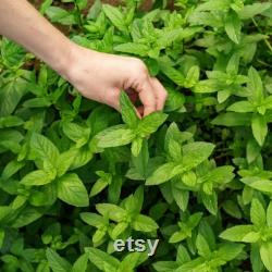 Green Mint Organic Seeds, 50 Count Mint Seeds, Mint Seeds for Pot and Garden, Non-GMO Heirloom, Open Pollination